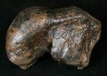 Fossil Manatee Ear Bone - Florida #16170-1